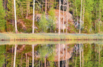 Wild Brown Bear Centre, near Vartius, Kainuu, Finland