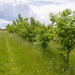 Young trees growing in the National Forest