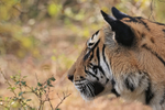 Bengal Tiger head side profile, Panna Reserve, Madhyra Pradesh, India