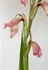 Gladiolus Pink