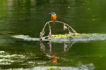 Kingfisher on the Wear.   ref 0761
