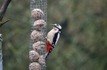 Great Spotted Woodpecker