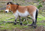 Preswaski-horse