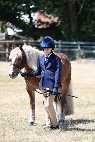 Most Handsome Gelding Champs