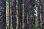 Tree - 0577
