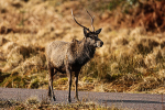Red Deer, Glen Etive