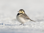 Pied Wagtail - Motacilla alba