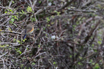 Red-flanked Bluetail portfolio