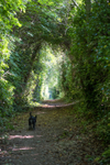 2nd June The Sunlit Path