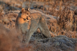 Puma Petaca near Laguna Goic, Torres del Paine, Chile