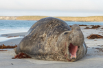 Elephant Seal