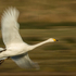 Whooper Swan