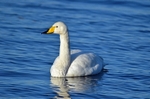 Whooper Swan