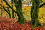 Autumn-Sentries