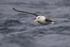 Black-browed Albatross emerges from behind wave, Falklands