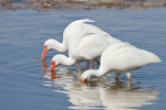 3 White Ibis