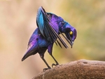 Purple Glossy Starling