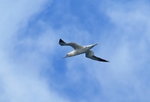 Gannet