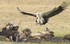 White-faced vulture on the wing