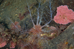 Thyonidium drummondii