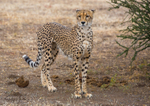 Mother of cubs 3