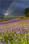 Sunshine and Showers