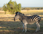 Africa-175