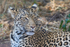 Leopard Youngster 2