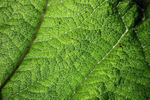 Macro leaf photography_099