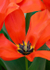 Floral2-3