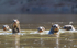 Giants Otters