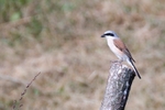 Shrike