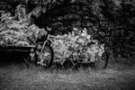 Monocycle 01