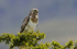 Common Buzzard