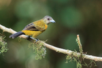 Passerini's Tanager portfolio