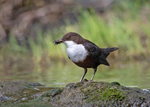 Dipper - Cinclus cinclus