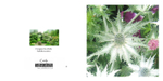 020 Eryngium