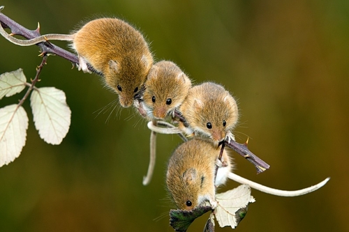The harvest mouse (Micromys minutus) is the smallest rodent in Britain weighing just 6 grams which is about the same…