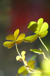 Flowers 15 - 06