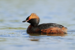 Slavonian Grebe, side view, Iceland