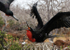 Male Frigatebirds attacking