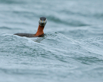 Red-necked Grebe rides wave at Farmoor Reservoir