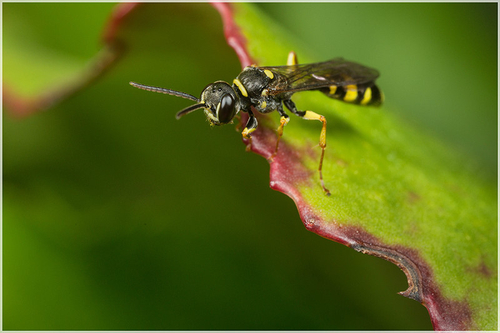 A male [i]Mellinus arvensis[/i] digger wasp. One of many on the lookout for females. Staffordshire garden, August 2015.