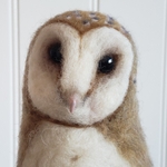 Barn Owl Photo 2