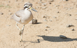 Indian Thick-knee