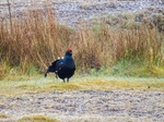 Black Grouse