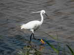 Little Egret