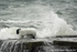 SCE009: Sheep in a Storm