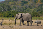 Elephant and calf