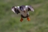 Puffin in flight